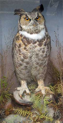 gardner-eagle-owl.jpg