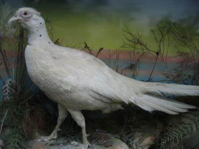 gardnerwhitetailedbird.jpg