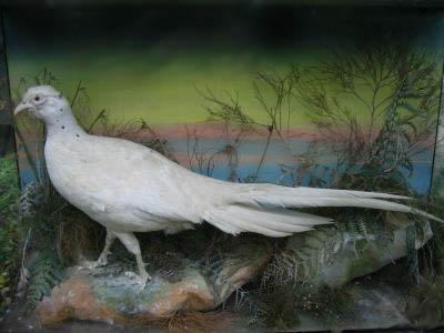 gardnerwhitetailedbird1.jpg