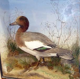 gardnerwigeon.JPG