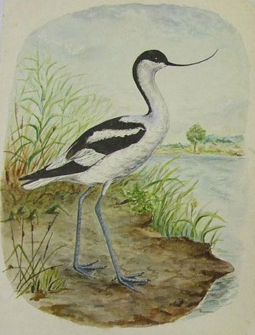 georgeavocet.jpg