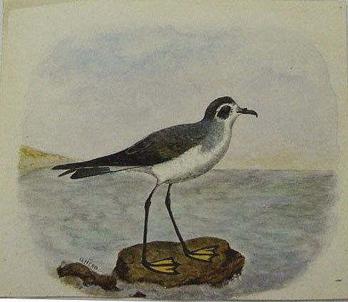 georgepetrel2.jpg