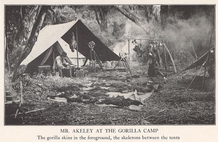 goril1camp.jpg