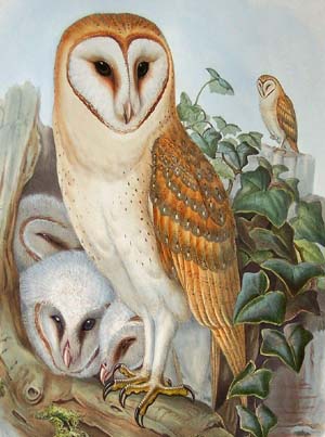 gouldbarnowls.jpg