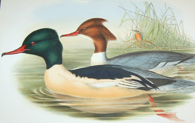 gouldgoosander.jpg