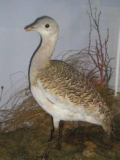 greatbustard5.jpg