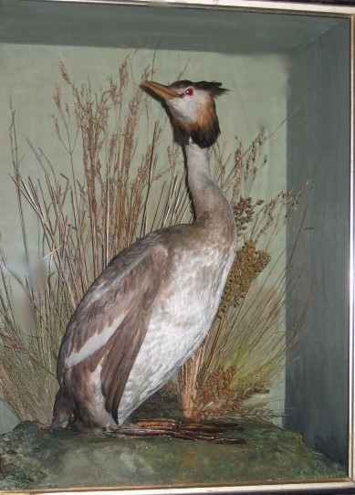 grebe.jpg