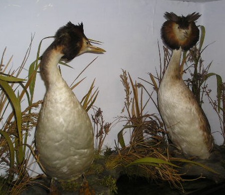 grebes.jpg