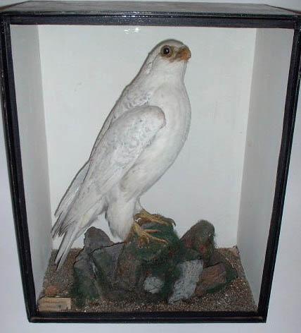 greenlandfalcon.jpg