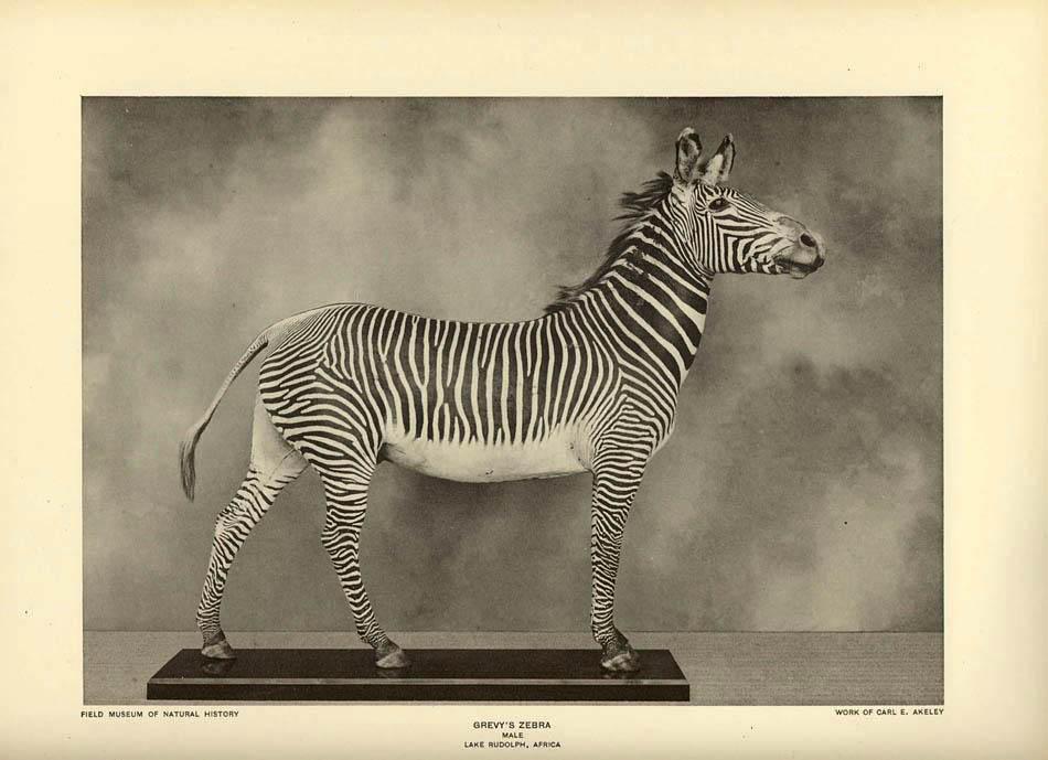 grevy.jpg