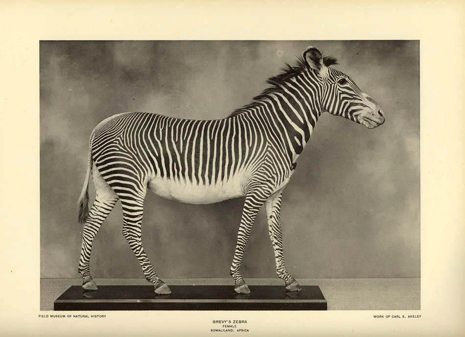 grevy1.jpg