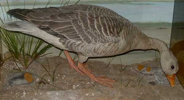 greylag.jpg