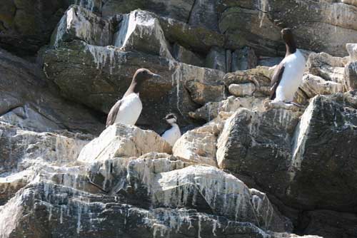 guillemotswithchick280605small.jpg