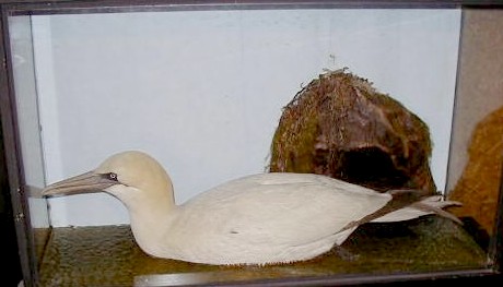 gunngannet.jpg