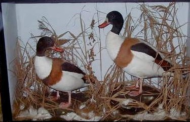 gunnshelduck1.jpg