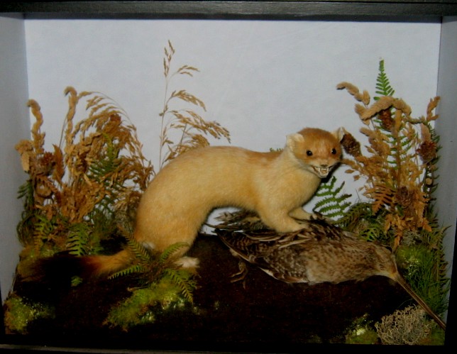 gunnstoat..jpg