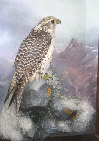 gyrfalcon.jpg