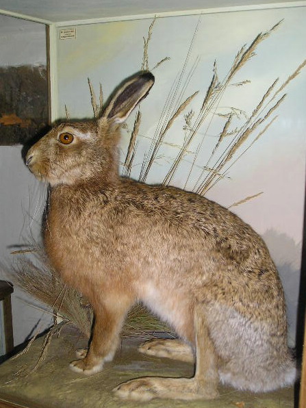 hare.jpg