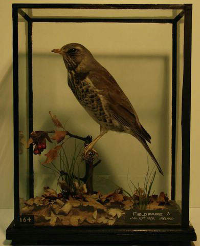 hasfieldfare.jpg