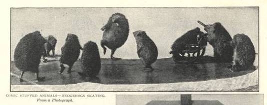 hedgeskate.JPG