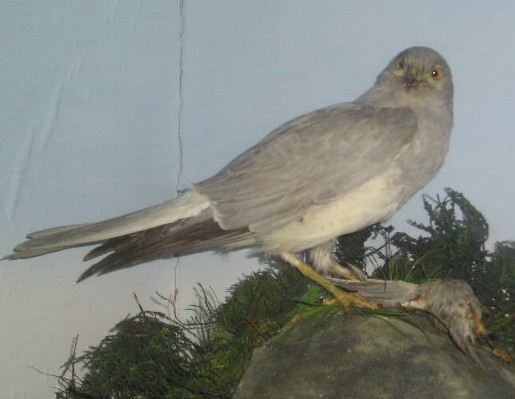 henharrier.jpg