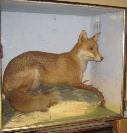 henryshaw1fox.jpg