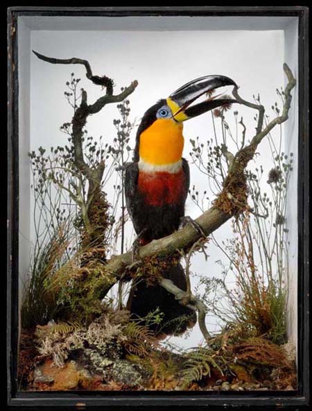 henrytoucan.jpg