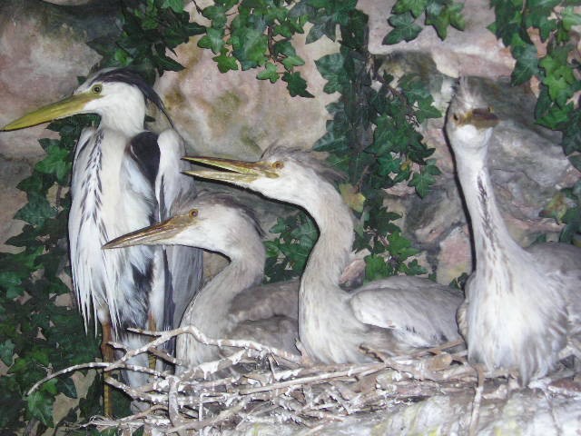 herons5.jpg