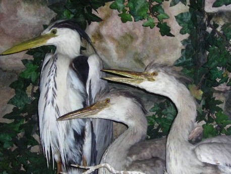 herons7.jpg