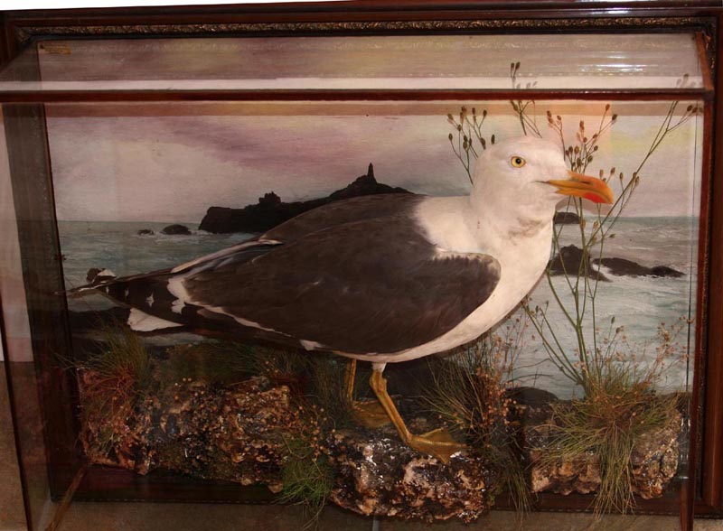 hmurraygull.JPG