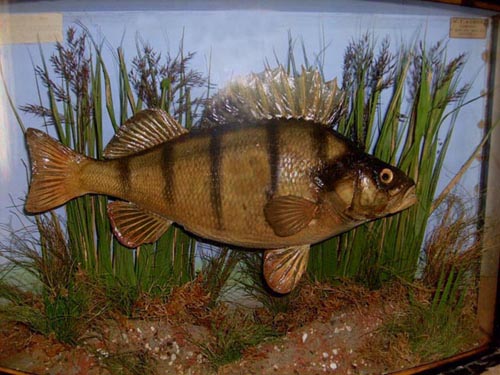 homsmperch1.jpg