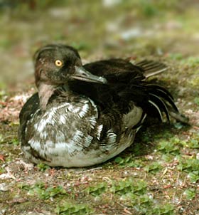 hooded-merganser1.jpg