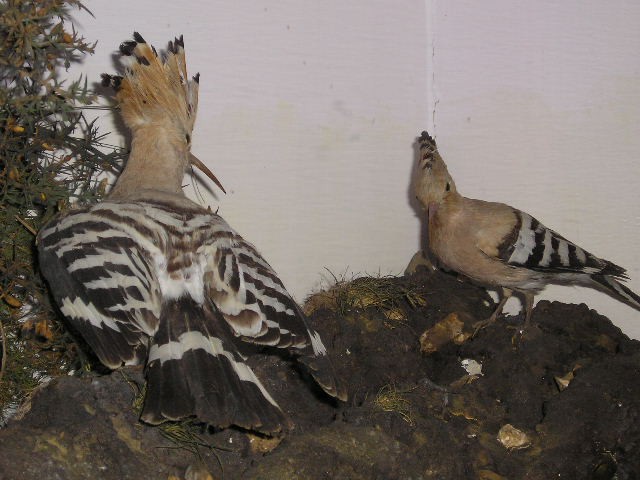 hoopoe.jpg