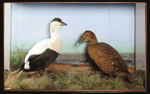 hopeeiders.jpg