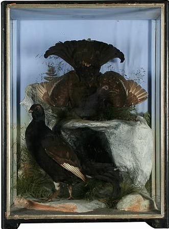 hutblackgrouse.jpg