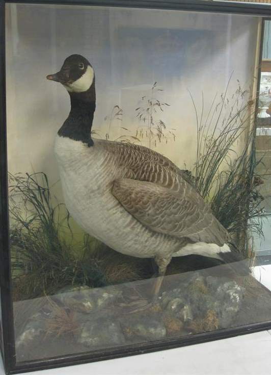 hutchcanada.jpg