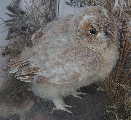 hutchchickowl1.JPG