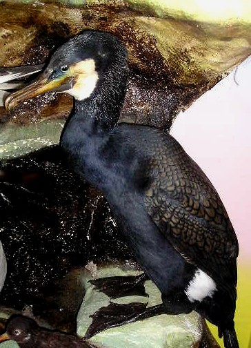 hutchcormorant.JPG