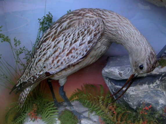 hutchcurlew1.jpg