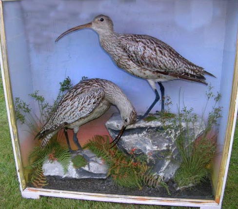 hutchcurlew2.jpg