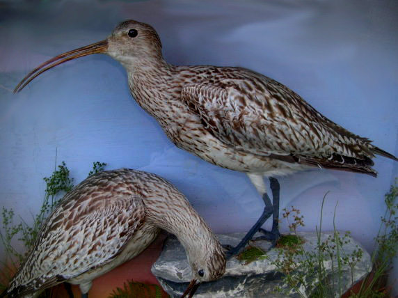 hutchcurlew3.jpg