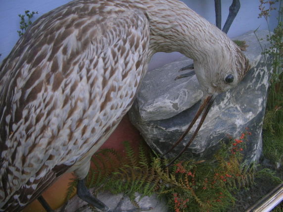 hutchcurlew4.jpg