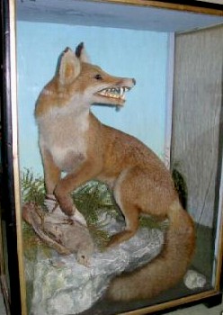 hutchfox7.jpg