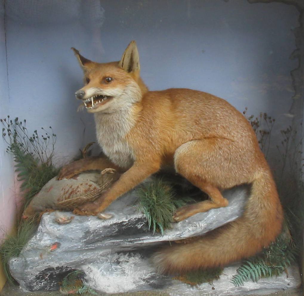 hutchfoxsloped.jpg