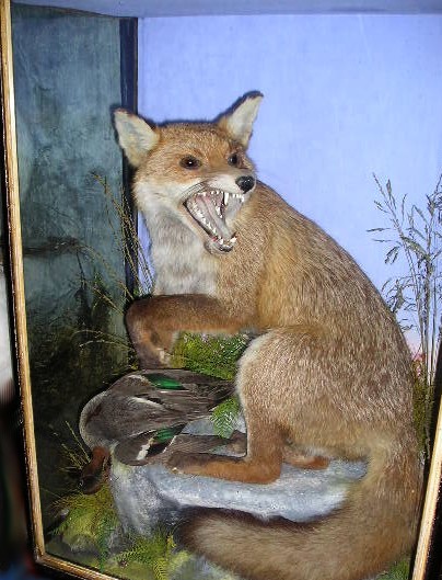 hutchfoxteal.JPG