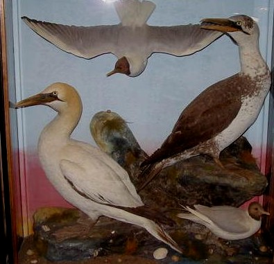 hutchgannets.jpg