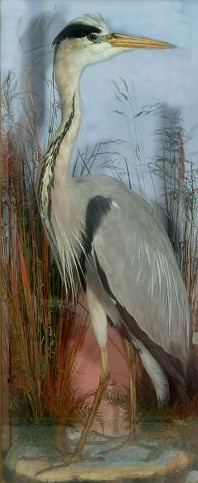 hutchheron3.jpg