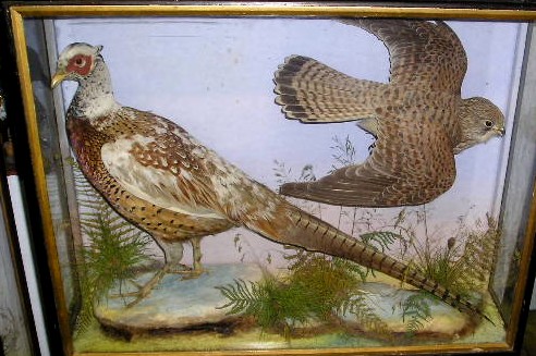 hutchkestrel.JPG