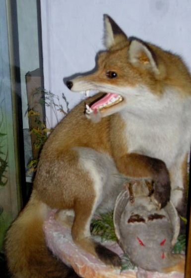 hutchpartridgefox.jpg