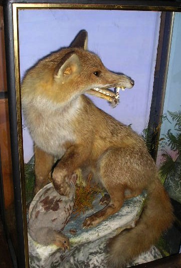 hutchpartridgefox6.jpg